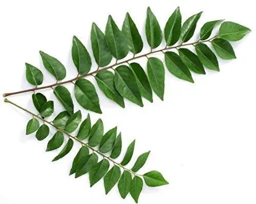 Fresh Curry Leaves – Bunch 1